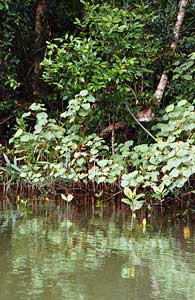 the Mangroves